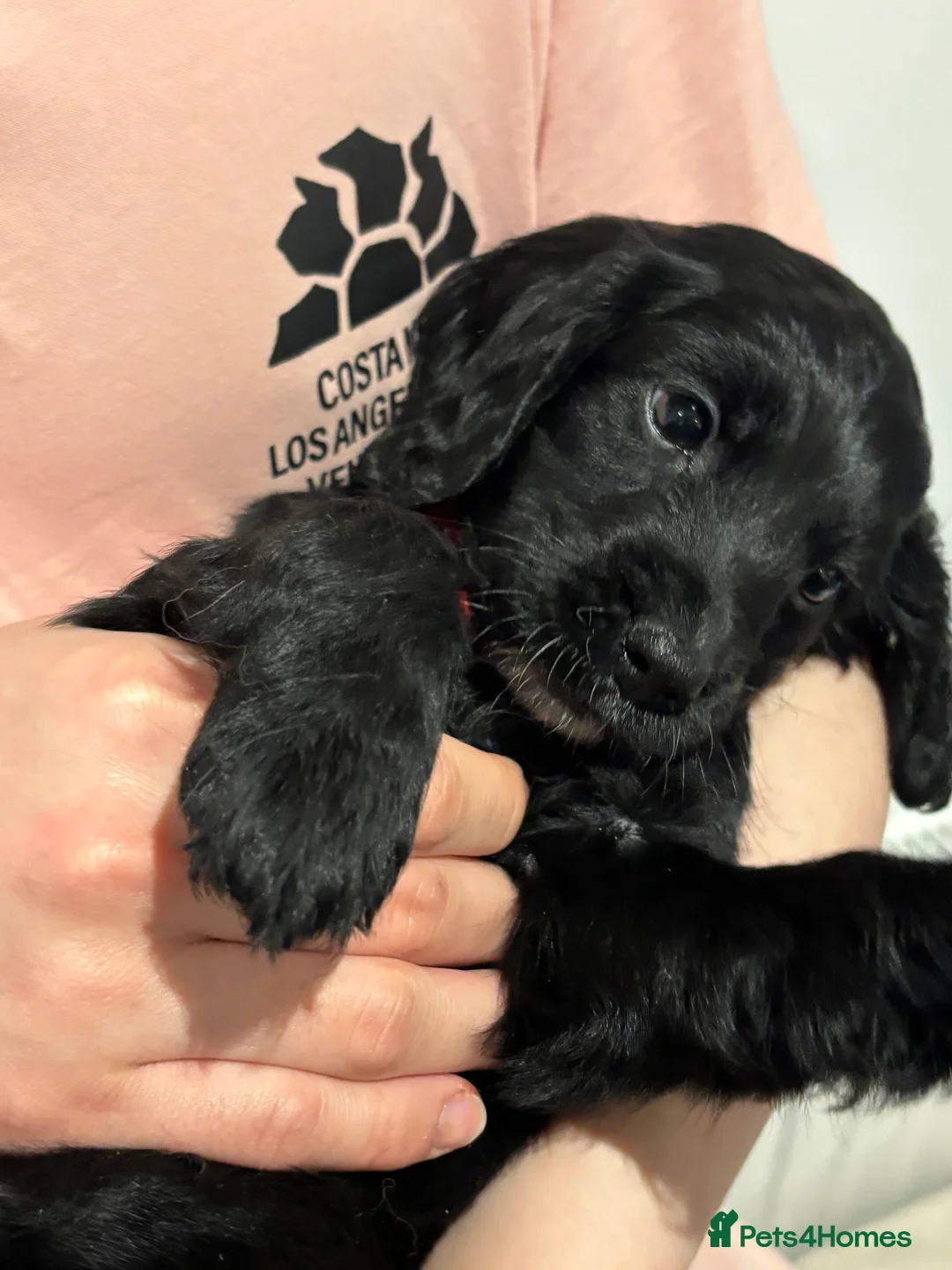 Cockapoo dogs for sale: Beautiful Cockapoo Puppies – 6 Boys & 2 Girls - Advert 38