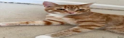 Mixed Breed cats for sale: Garfield - male cat  - Advert 2