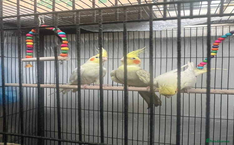 Cockatiels birds - Advert 2