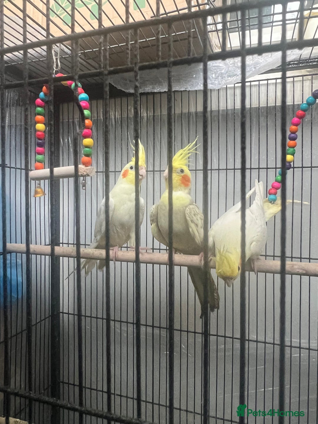 Cockatiels birds for sale: Birds - Image 1