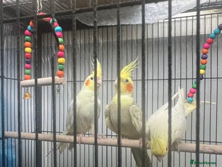 Cockatiels birds - Advert 8
