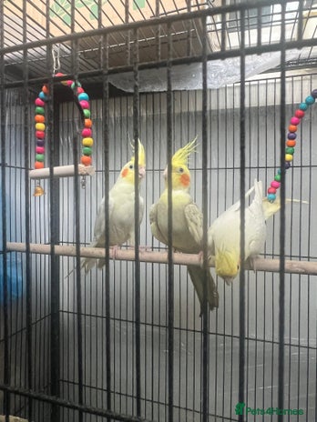 Cockatiels birds - Advert 2
