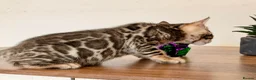 Bengal cats for sale: ⭐⭐⭐ Pedigree Bengal TICA registered Kittens ⭐⭐⭐ - Advert 10