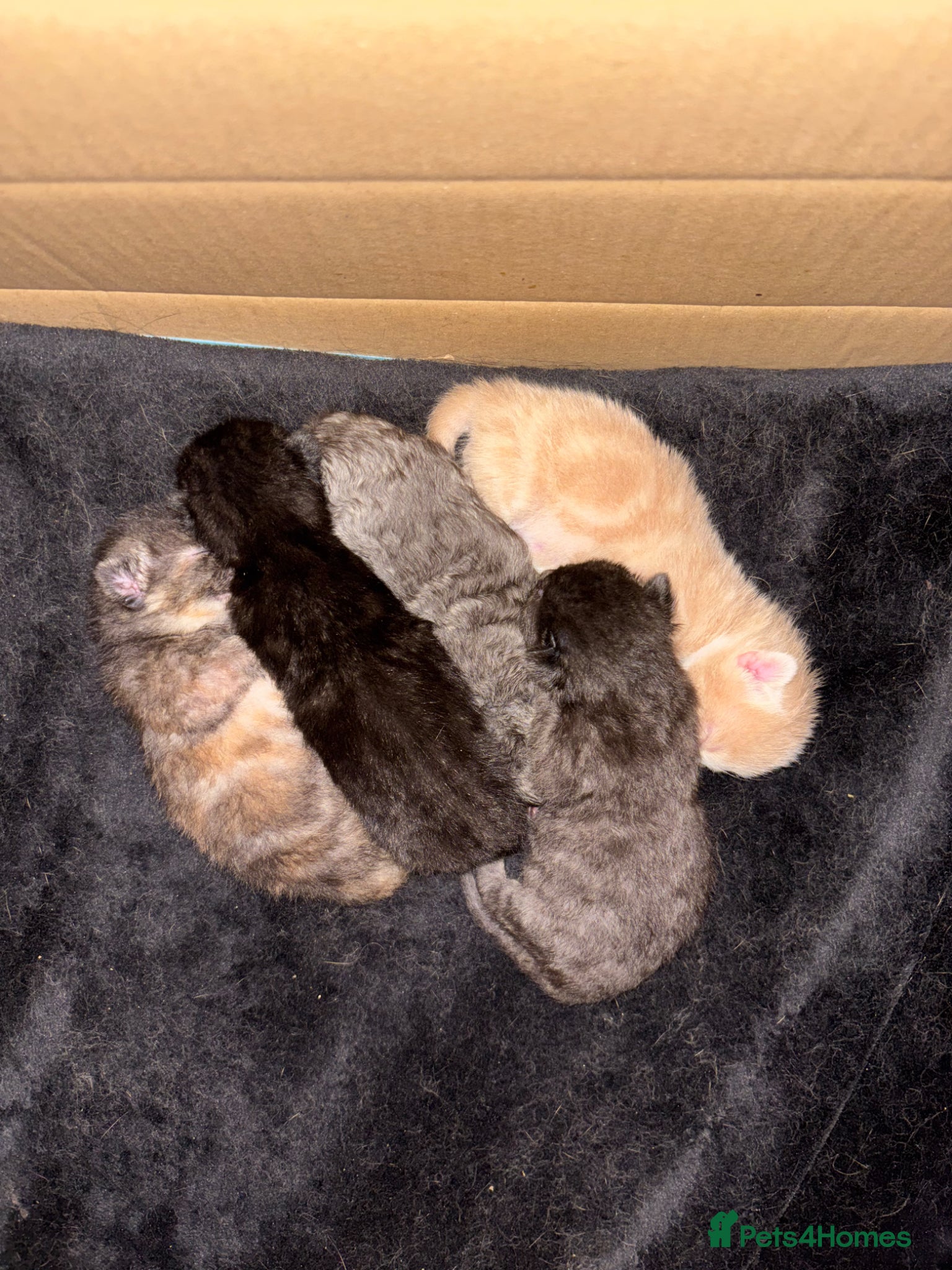 Mixed Breed cats 5 beautiful kittens for sale!  - Advert 8