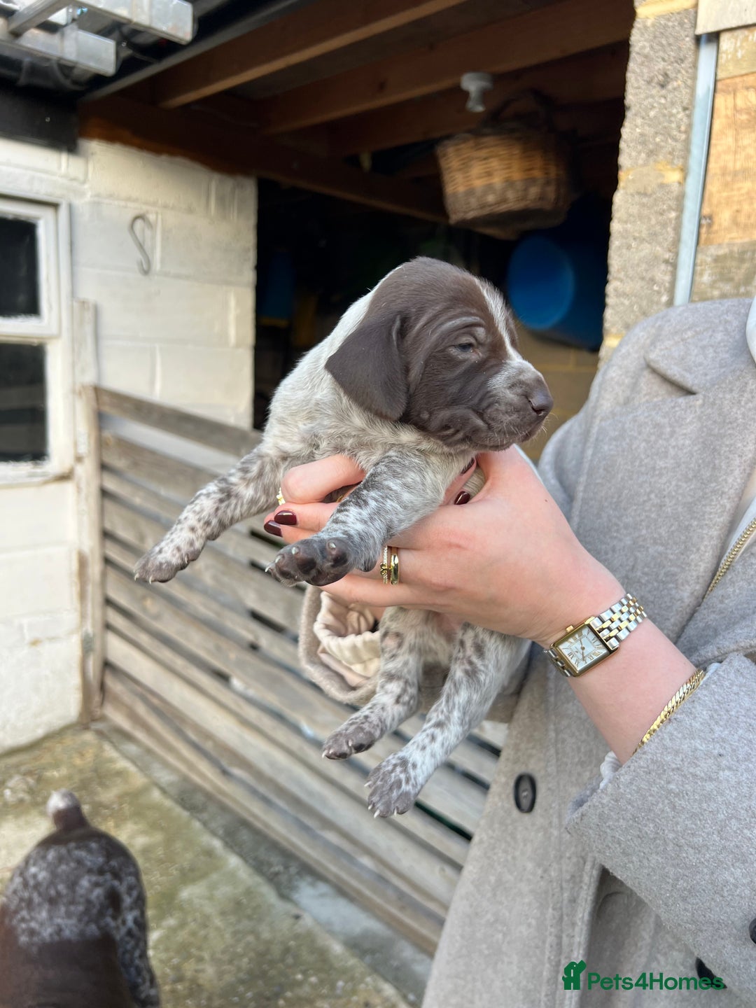 German Shorthaired Pointer dogs for sale: German Shorthaired Pointer Puppies–1 Boy, 1 Girl  - Advert 6