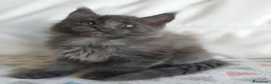 Maine Coon 4