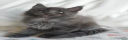 Maine Coon cats for sale: TICA REGISTERED GORGEOUS MAINE COONKITTENS - Advert 23