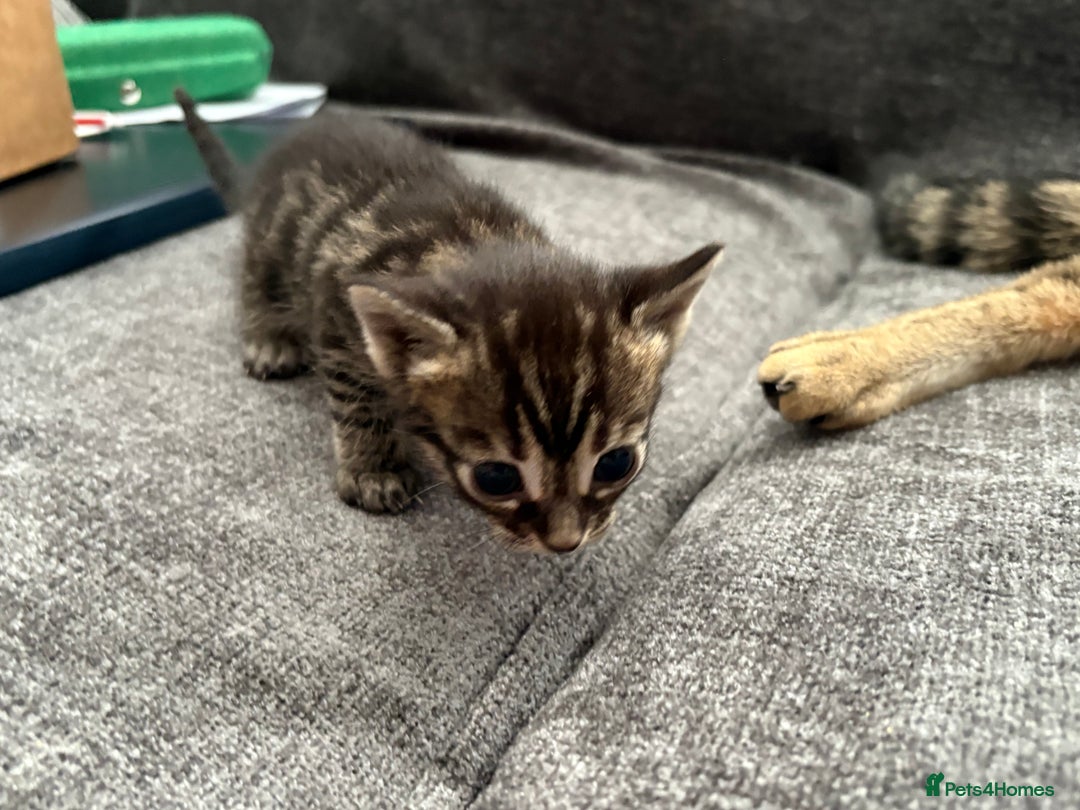 Bengal cats for sale: Russian Blue Bengal Kittens - Image 27
