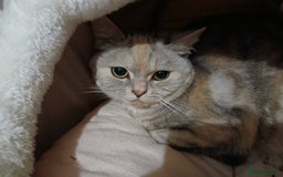 Mixed Breed cats for sale: Kitty - Image 3