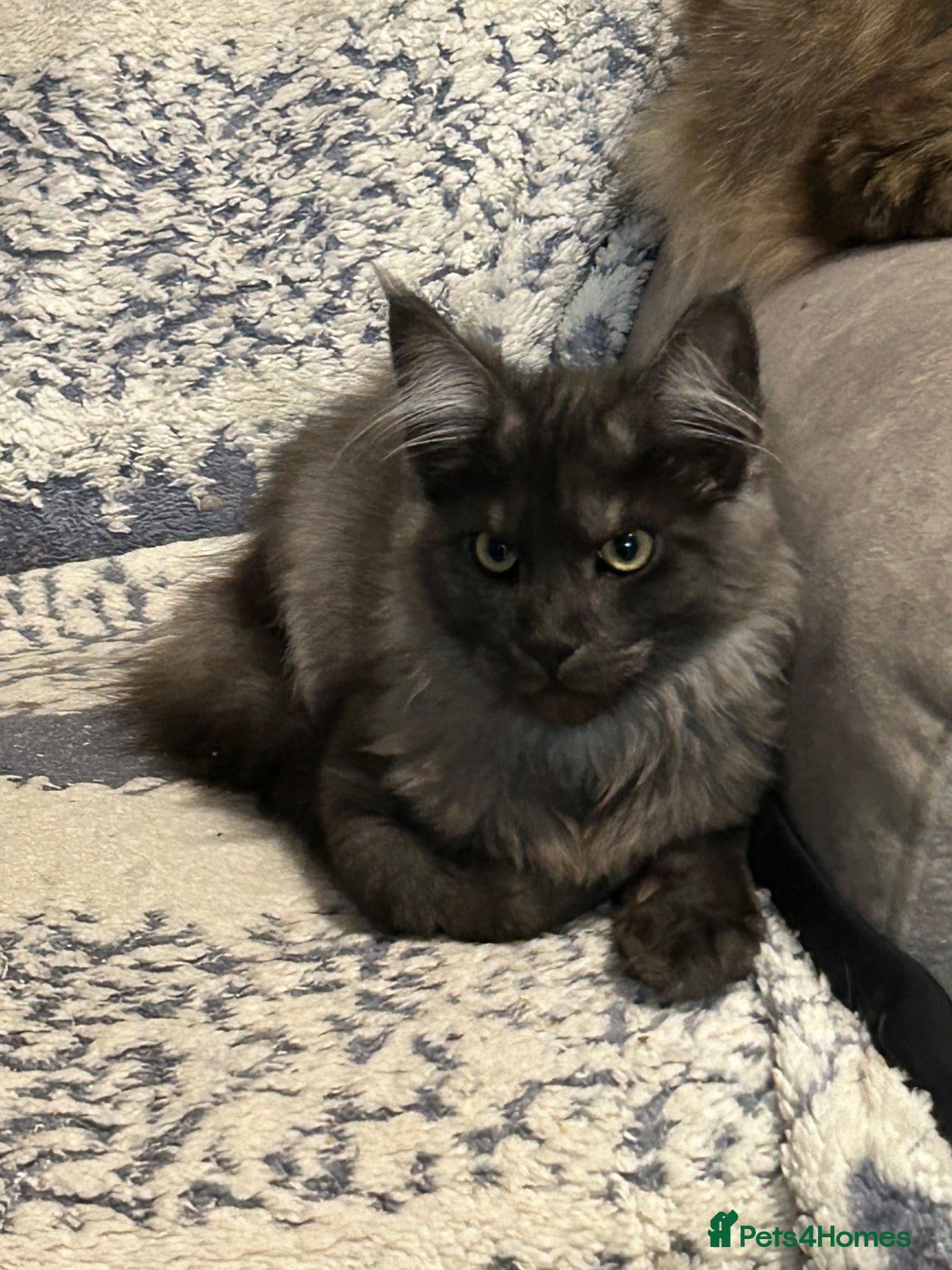 Maine Coon cats for sale: TICA registered Mainecoon black smoke female - Advert 1