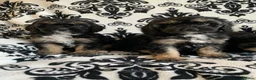 Cavapoo dogs for sale: F1 Cavapoos  - Advert 6