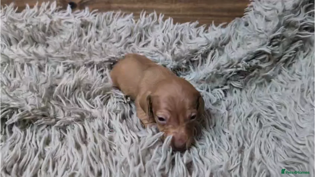 Miniature Dachshund dogs for sale: Mini Dachshund Puppies KC Ready start of March 🐾 - Advert 20