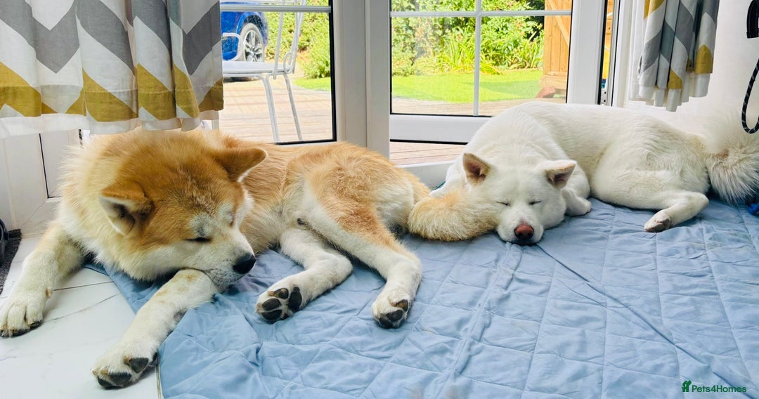 Japanese Akita Inu dogs for sale: Young Angel Akita & her Puppies for good homes 💜 - Advert 7