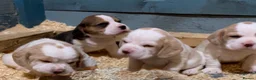 Beagle dogs for sale: KC REGISTERED  - Advert 7