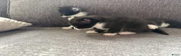 Mixed Breed cats for sale: Tuxedo kittens  in Runcorn - Advert 3
