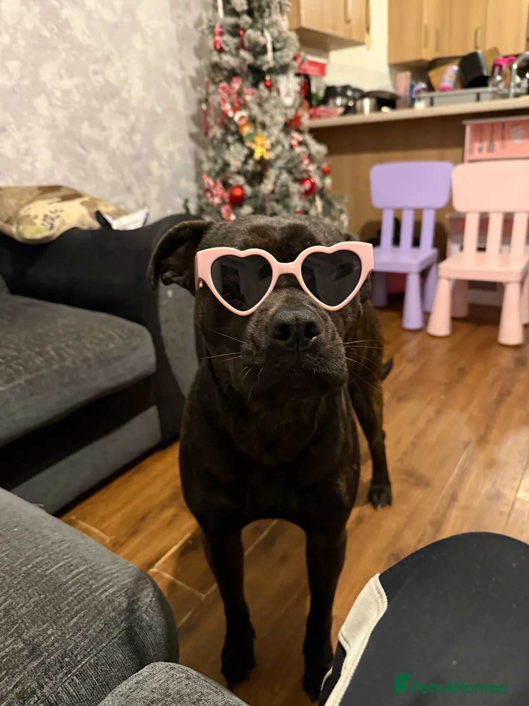 Mixed Breed dogs for sale: Staff/mastiff  - Advert 2