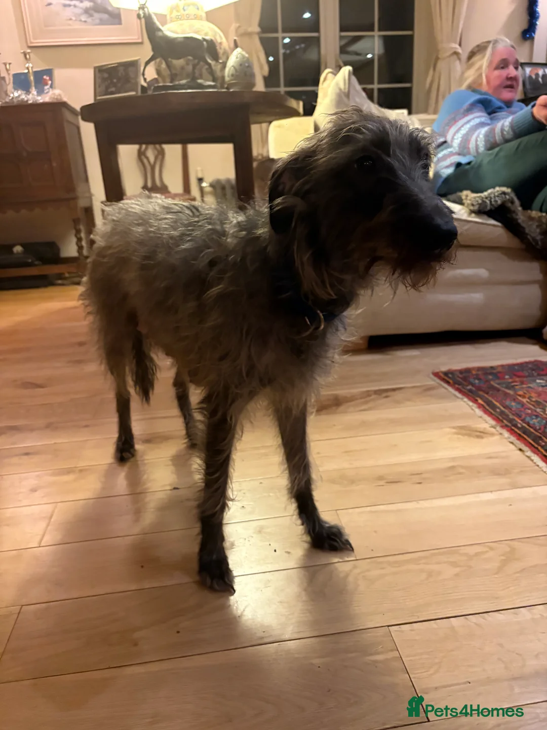 Mixed Breed dogs for sale: 2 grey boy bedlington whippet puppies  - Advert 1