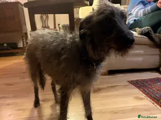 Mixed Breed dogs 2 grey boy bedlington whippet puppies - Advert 1