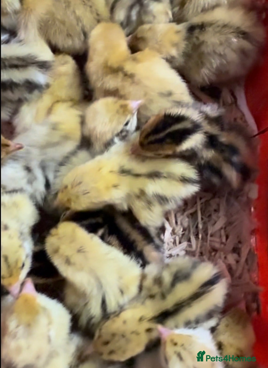 Quail poultry Jumbo coturnix chicks  - Advert 2