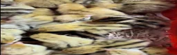 Quail poultry for sale: Jumbo coturnix chicks  in Luton - Advert 2