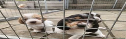 Basset Griffon Vendeen dogs for sale: Griffon grand bassets  - Advert 13