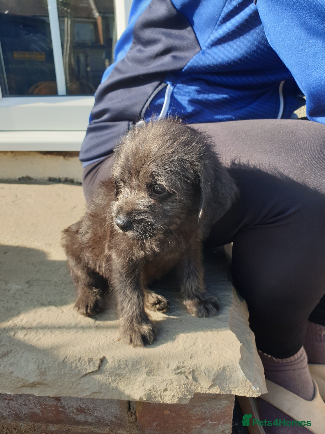 Mixed Breed dogs for sale: Border Terrier x miniature Poodle  - Image 8