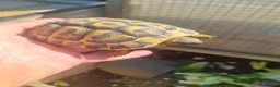 Tortoise reptiles for sale: Hermann tortoise - Advert 4