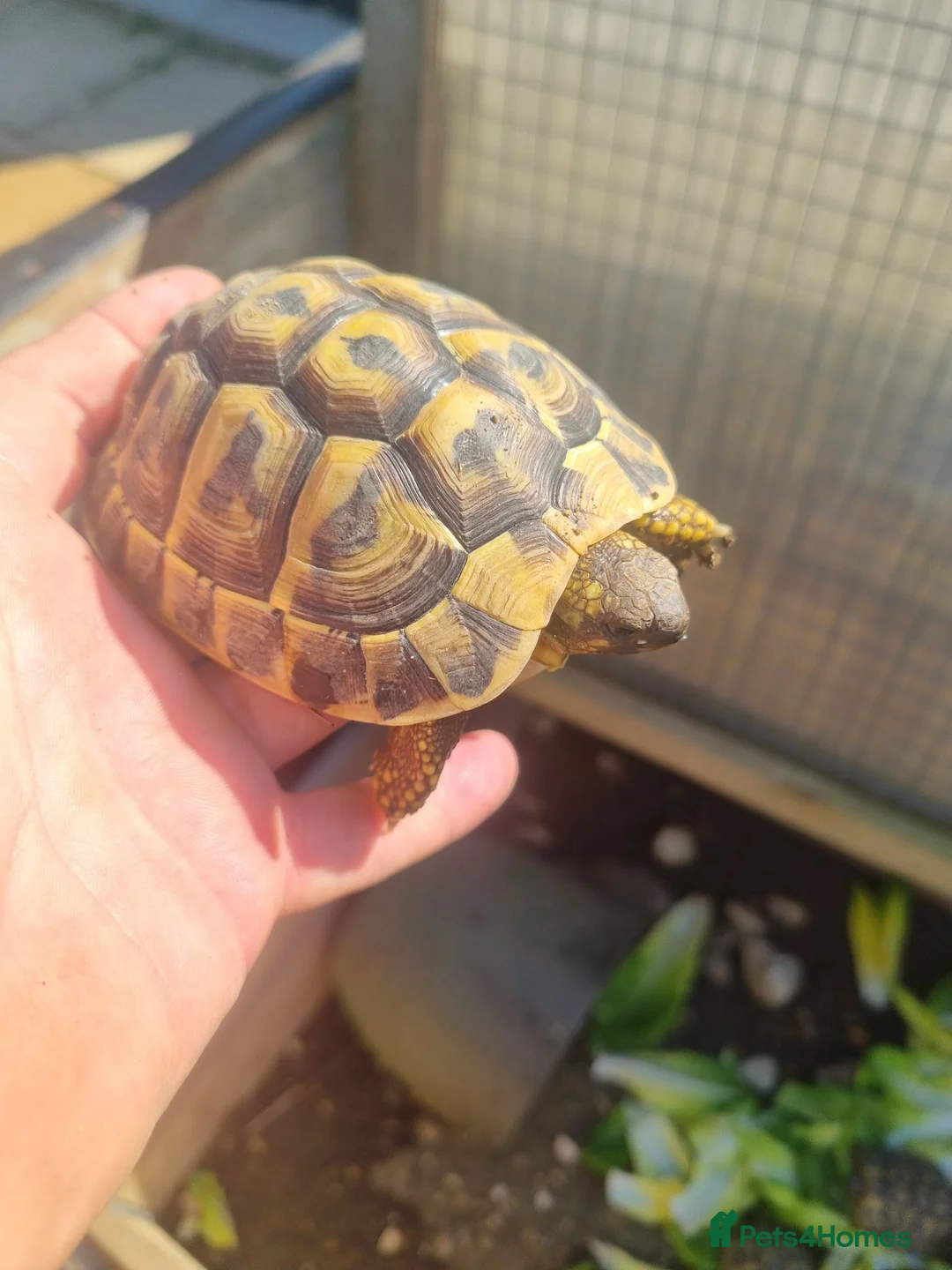 Tortoise reptiles for sale: Hermann tortoise - Advert 4