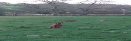 Rhodesian Ridgeback dogs for sale: 🦁RHODESIAN RIDGEBACKS PUPPIES🦁  - Advert 19
