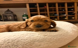Cocker Spaniel dogs for sale: Beautiful female golden cocker spaniel - Advert 5
