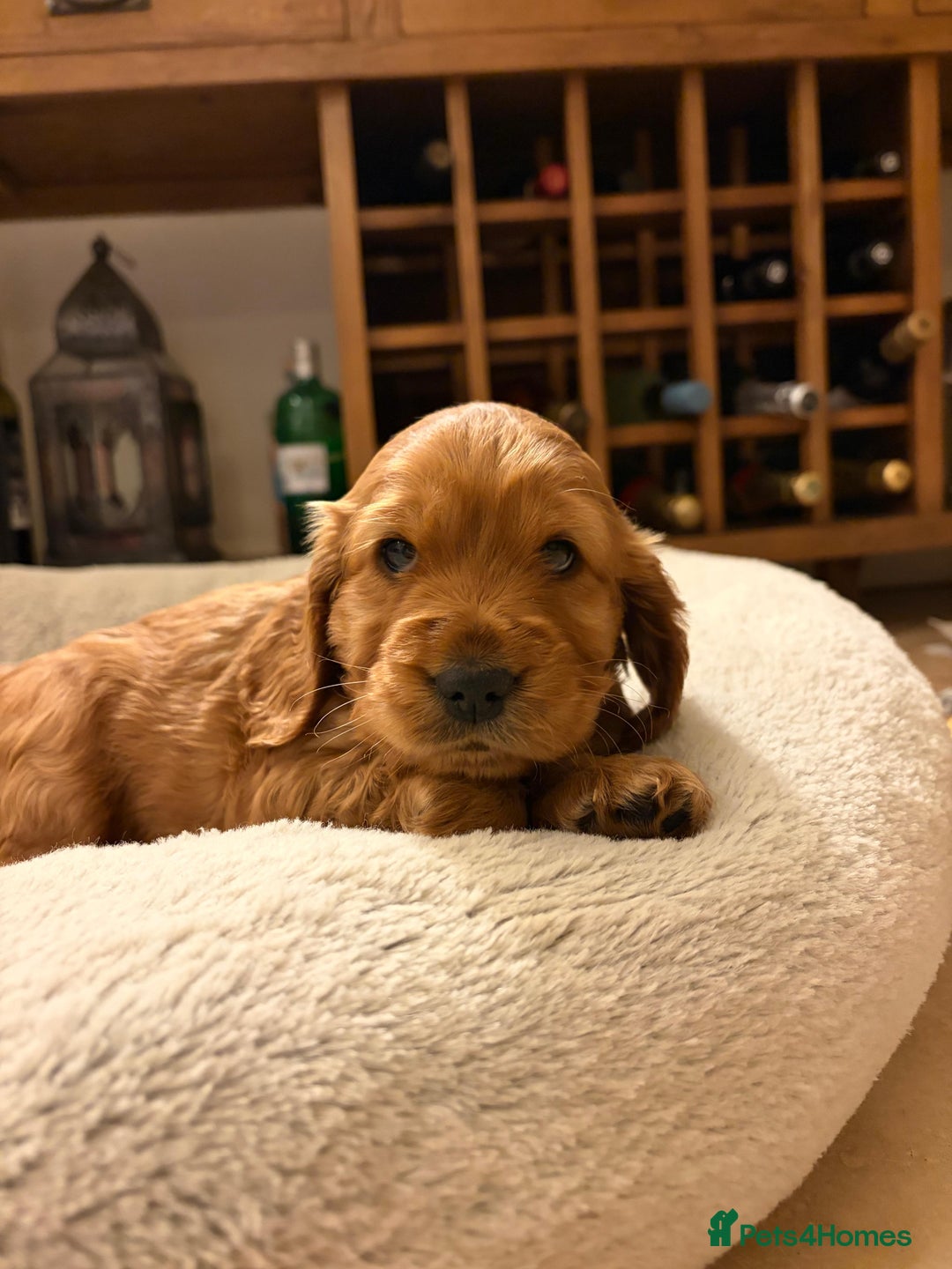 Cocker Spaniel dogs for sale: Beautiful female golden cocker spaniel - Advert 5