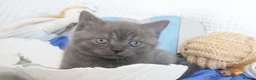 British Shorthair cats for sale: Beautiful female British Shorthair  - Advert 7