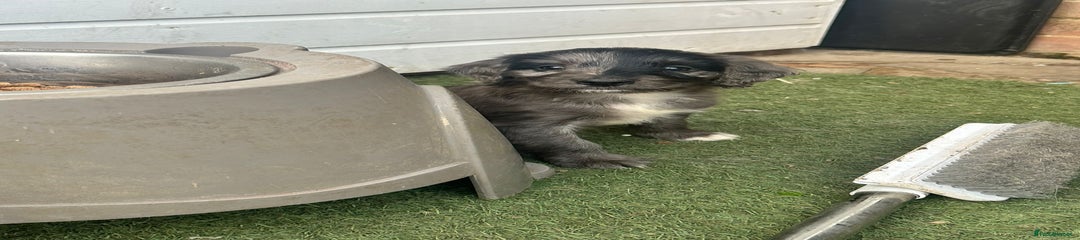 Sproodle Puppy 2
