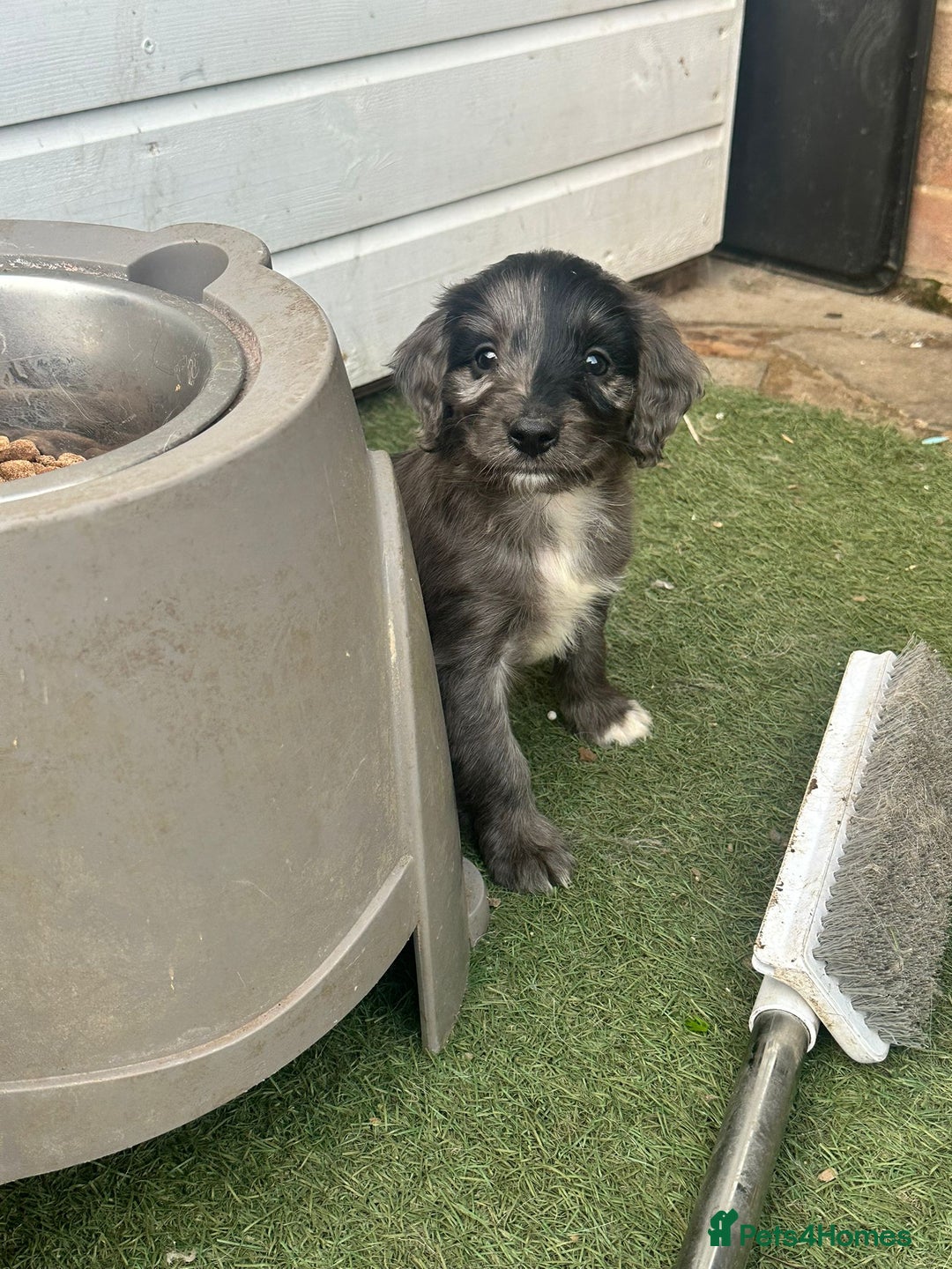 Sproodle dogs for sale: F1 Sproodle Puppies  - Image 6
