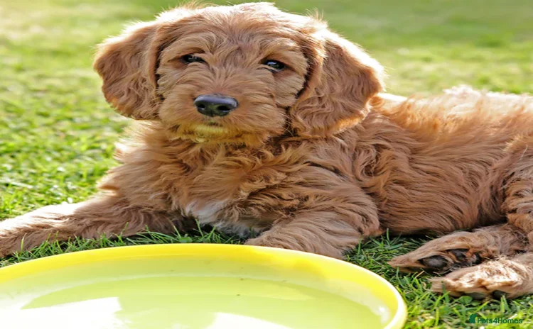 Newfypoo dogs - Advert 1