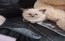 Ragdoll cats for sale: 3 Beautiful ragdoll girls ready  - Image 7