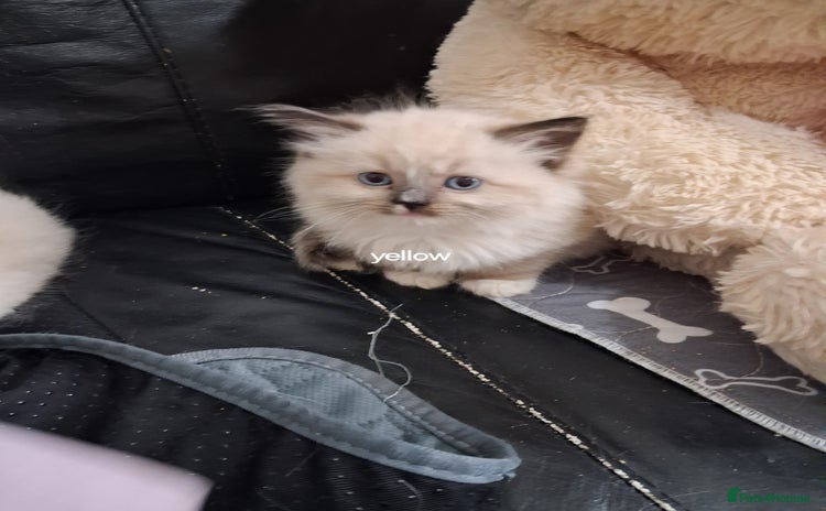 Ragdoll cats - Advert 15