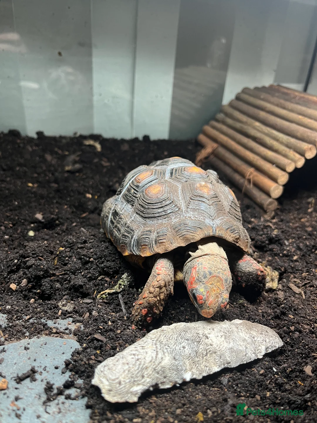 Tortoise reptiles for sale: 4 Year Old Red Footed Tortoise For Sale - Advert 2