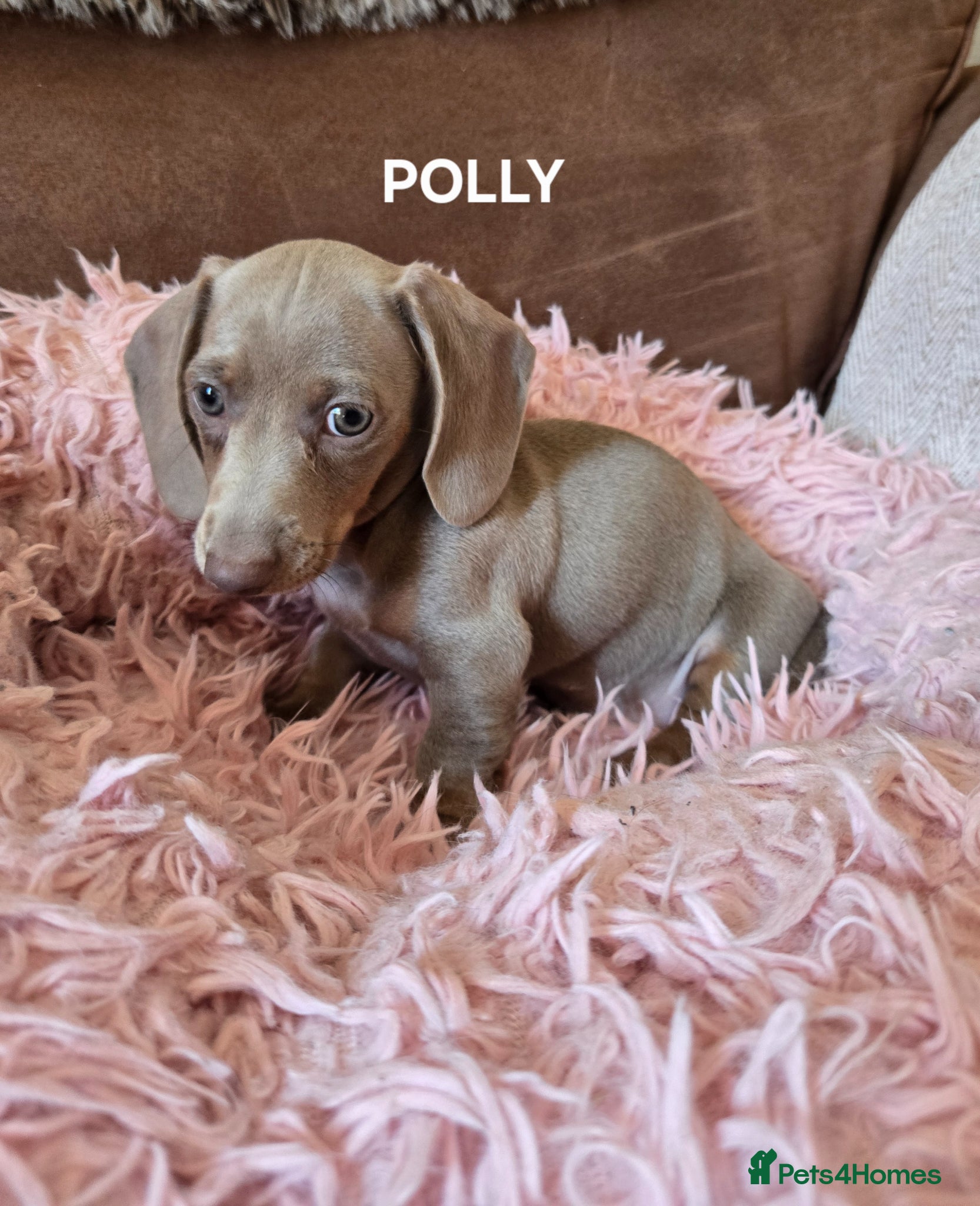 Miniature Dachshund dogs Adorable miniature Dachshund puppies - Advert 9