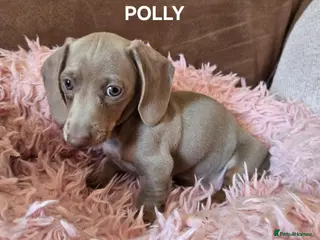 Miniature Dachshund dogs Adorable miniature Dachshund puppies - Advert 9