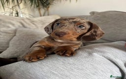 Miniature Dachshund dogs for sale: Miniature Dachshund Puppies  - Image 2