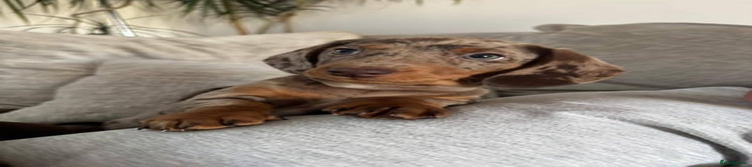 Miniature Dachshund Puppy 3
