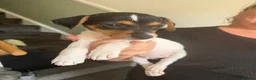 Jack Russell dogs for sale: Jack Russell puppies  in Ashford - Advert 15