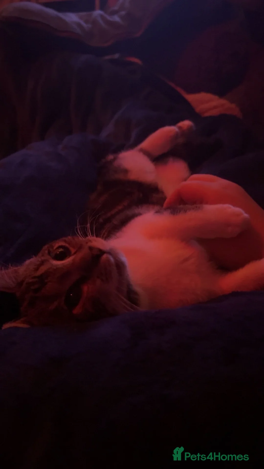 Mixed Breed cats for sale: Mosslog! 7 months - Advert 2