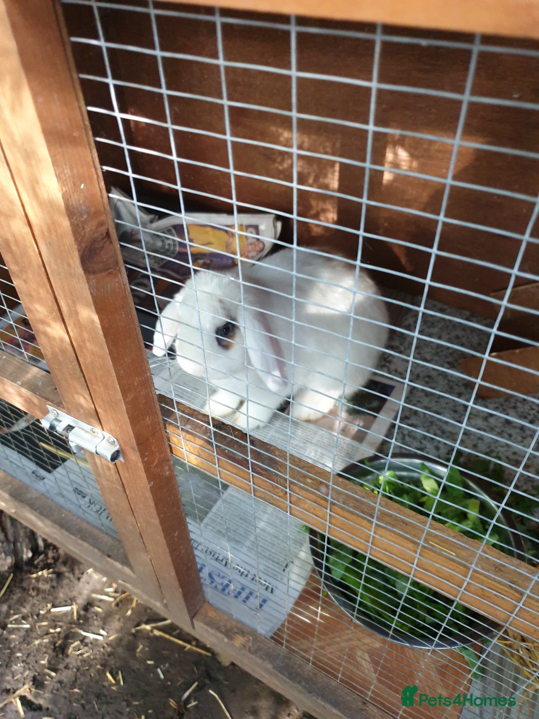 Mini Lop rabbits for sale: Po the rabbit - Image 6