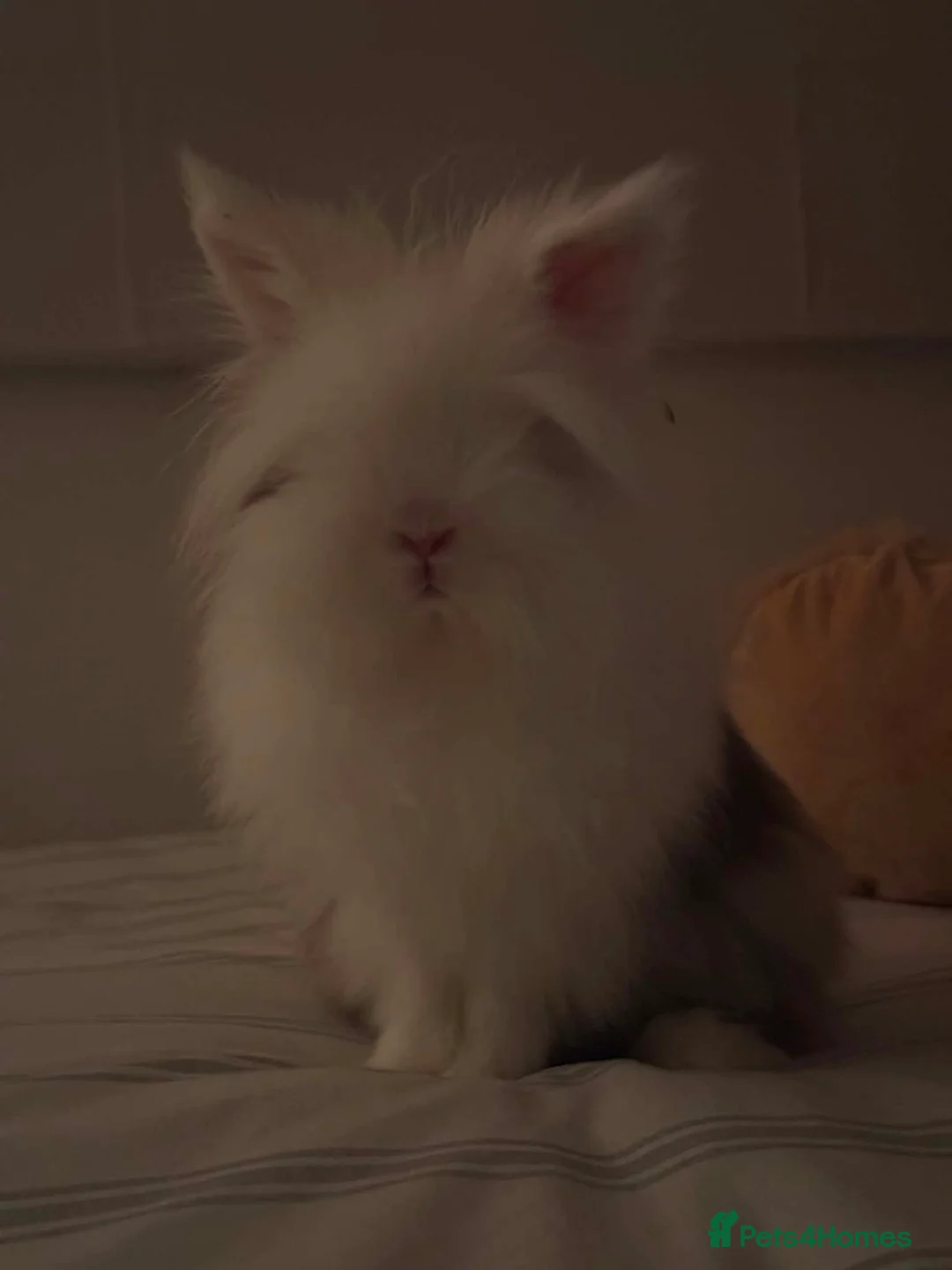 Lionhead rabbits for sale: Lionhead bunnies - Advert 5