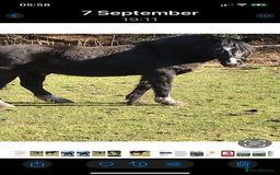 New Forest horses for sale: Forever home for companion pony - Image 3