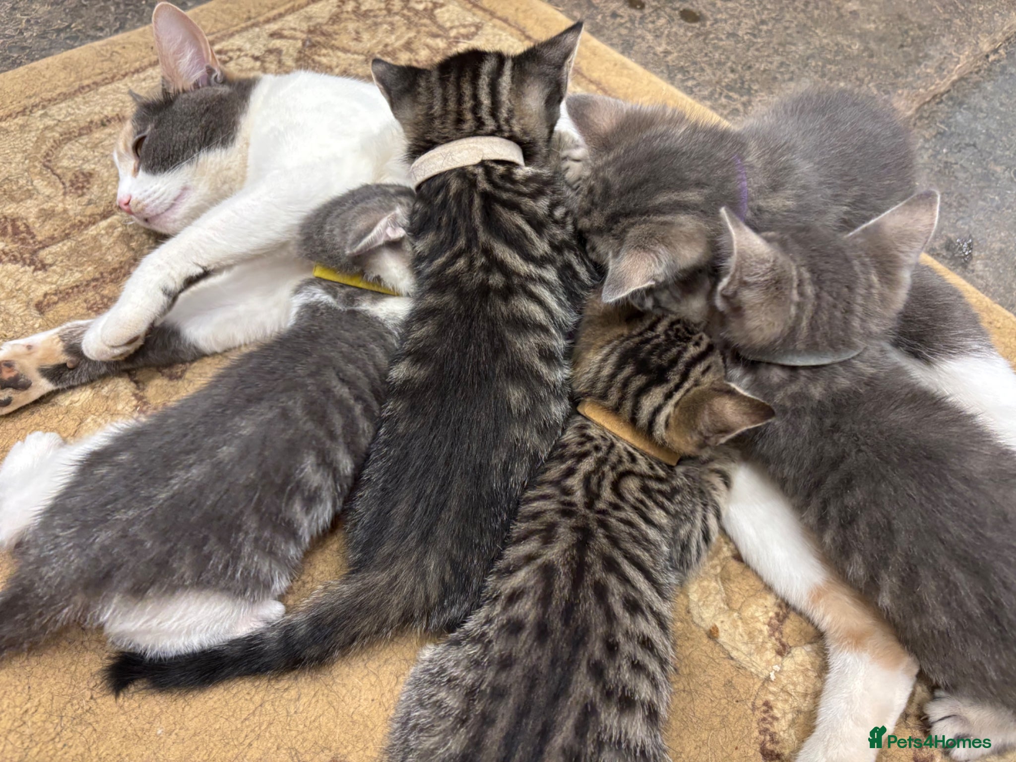 Mixed Breed cats for sale: Gorgeous Kittens Looking for 5* Forever Homes  - Advert 11
