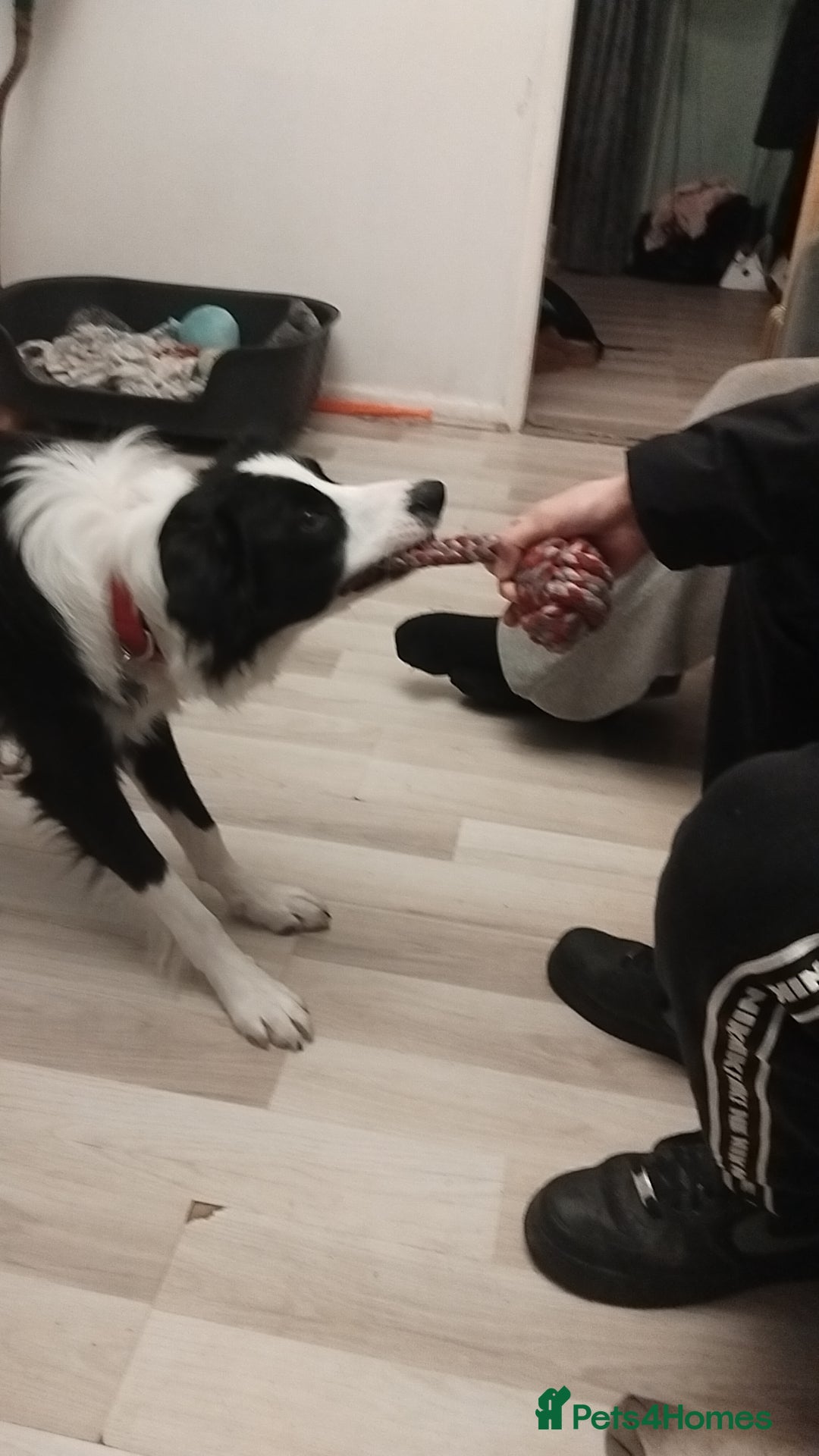 Border Collie dogs for sale: BaileyBoy - Advert 16