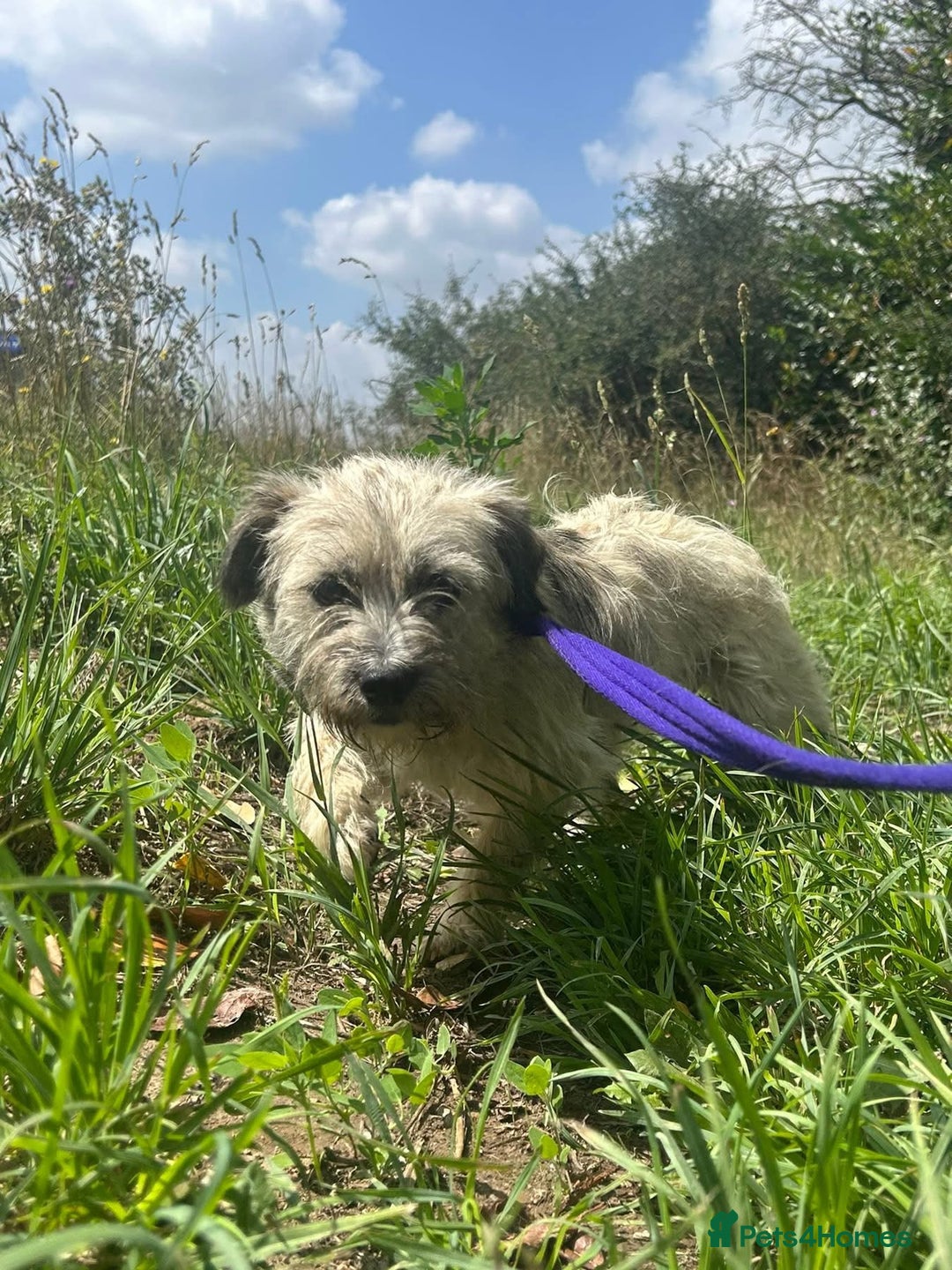 Mixed Breed dogs for adoption: Suzy - Norwich Norfolk  - Image 10